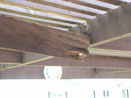 Rotted Pergola Joist built with Untreated Pine Lumber Rotted pergola joist built with untreated pine